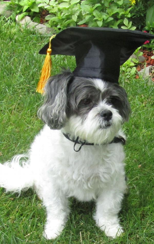 Tassel Degree Hat Pet Products